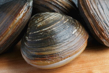 Fresh surf clams in shells on cutting board