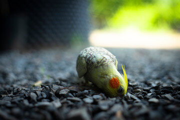 The face and crest of the female  Cockatiel Nymphicus will typically remain mostly grey with a yellowish tint, and a less vibrant orange cheek patch
