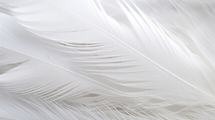 a close up of a feather
