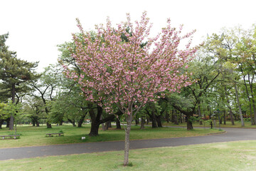 花,桜,小金井公園,
flowers, cherry blossoms, Koganei Park,