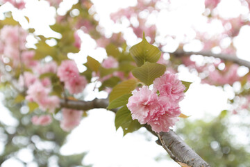 花,桜,小金井公園,
flowers, cherry blossoms, Koganei Park,