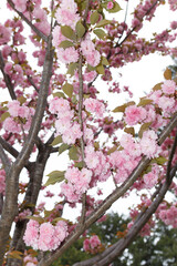 花,桜,小金井公園,
flowers, cherry blossoms, Koganei Park,