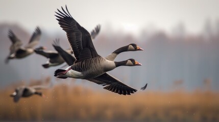 The Haunting Cry Migrating Geese