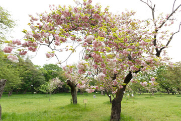 花,桜,小金井公園,
flowers, cherry blossoms, Koganei Park,