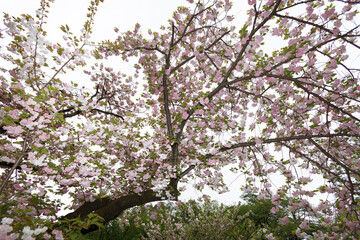 花,桜,小金井公園,
flowers, cherry blossoms, Koganei Park,