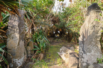 アダンの木とヤシの木に囲まれた不思議な鳥居と祠。
由来は不明。

航路の終点、太平洋の大きな孤島、八丈島。
東京都伊豆諸島。
2020年撮影。


A mysterious torii gate and shrine surrounded by Umbrella tree and palm trees.
The origin is unknown.

Hachijojima, a large is