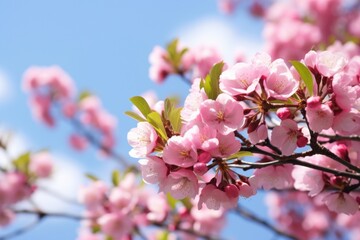 Obraz premium a close up of pink flowers