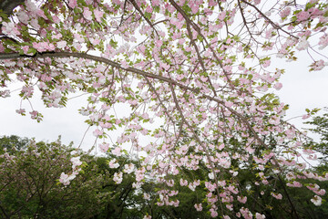 花,桜,小金井公園,
flowers, cherry blossoms, Koganei Park,