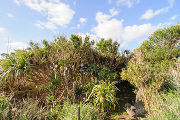 アダンの木とヤシの木に囲まれた不思議な鳥居と祠。
由来は不明。

航路の終点、太平洋の大きな孤島、八丈島。
東京都伊豆諸島。
2020年撮影。


A mysterious torii gate and shrine surrounded by Umbrella tree and palm trees.
The origin is unknown.

Hachijojima, a large is