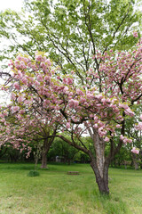 Fototapeta na wymiar 花,桜,小金井公園, flowers, cherry blossoms, Koganei Park,