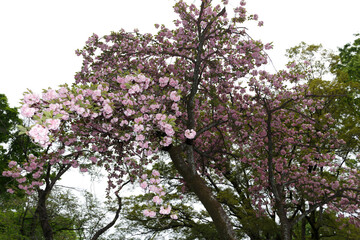花,桜,小金井公園,
flowers, cherry blossoms, Koganei Park,