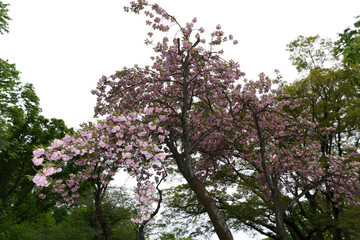 花,桜,小金井公園,
flowers, cherry blossoms, Koganei Park,