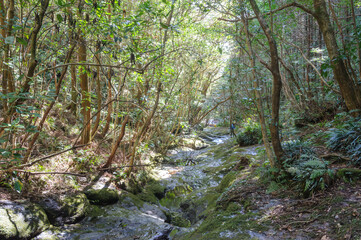 八丈町天然記念物、こん沢林道甌穴群（ポットホール）
三原山の中腹にあるジャングル地帯。
沢沿いに貴重なポットホール（岩盤を流れる水路にできる穴（くぼみ））地帯、こん沢林道甌穴群がある。
この場所の規模ほどのものは大変貴重で、八丈町の天然記念物に指定されている。

散策路は登山道になっているため、登山の装備が必要。
また、雨天時には水量が増すため危険である。

航路の終点、太平洋の大きな孤島、八丈島