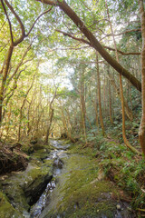 八丈町天然記念物、こん沢林道甌穴群（ポットホール）
三原山の中腹にあるジャングル地帯。
沢沿いに貴重なポットホール（岩盤を流れる水路にできる穴（くぼみ））地帯、こん沢林道甌穴群がある。
この場所の規模ほどのものは大変貴重で、八丈町の天然記念物に指定されている。

散策路は登山道になっているため、登山の装備が必要。
また、雨天時には水量が増すため危険である。

航路の終点、太平洋の大きな孤島、八丈島