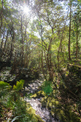 Obraz premium 沢沿いに繁茂するシイノキなどの広葉樹林。八丈町天然記念物、こん沢林道甌穴群（ポットホール） 三原山の中腹にあるジャングル地帯。 沢沿いに貴重なポットホール（岩盤を流れる水路にできる穴（くぼみ））地帯、こん沢林道甌穴群がある。 この場所の規模ほどのものは大変貴重で、八丈町の天然記念物に指定されている。散策路は登山道になっているため、登山の装備が必要。 また、雨天時には水量が増すため危険である