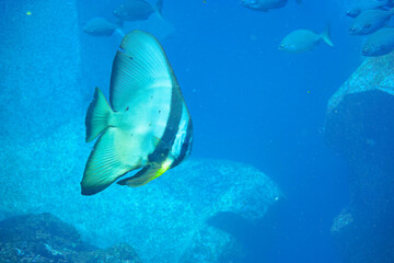 大きく美しいツバメウオ（ツバメウオ属）他の群れ。

スキンダイビングポイントの底土海水浴場。
航路の終点、太平洋の大きな孤島、八丈島。
東京都伊豆諸島。
2020年2月22日水中撮影。

A school of large, beautiful Longfin Batfish, Platax teira  (genus Bartlett's swallows) and others.

Sokod