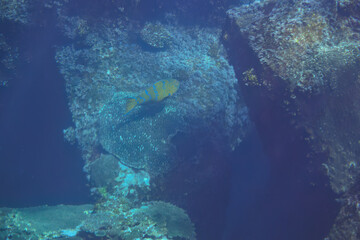 大きく美しいヒブダイ（ブダイ科）他の群れ。

スキンダイビングポイントの底土海水浴場。
航路の終点、太平洋の大きな孤島、八丈島。
東京都伊豆諸島。
2020年2月22日水中撮影。

A school of large, beautiful BlueBlue-barred parrotfish (Scarus ghobban) and others.

Sokodo Beach, a skin di
