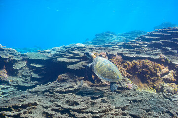 サンゴ礁をゆったりと泳ぐ大きく美しいアオウミガメ（ウミガメ科）。

スキンダイビングポイントの底土海水浴場。
航路の終点、太平洋の大きな孤島、八丈島。
東京都伊豆諸島。
2020年水中撮影。


Large, beautiful green sea turtles (Chelonia mydas, family comprising sea turtles) swim leisurely thro