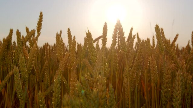 4k High-quality footage. Close-up of yellow organic wheat ears swaying in the wind against the sunset sky. Golden wheat sprouts in the field. World food crisis. Bread harvest in agriculture. 
