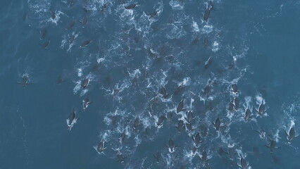 Aerial top down flight over underwater penguins. Antarctica drone view of polar ocean water. Colony...