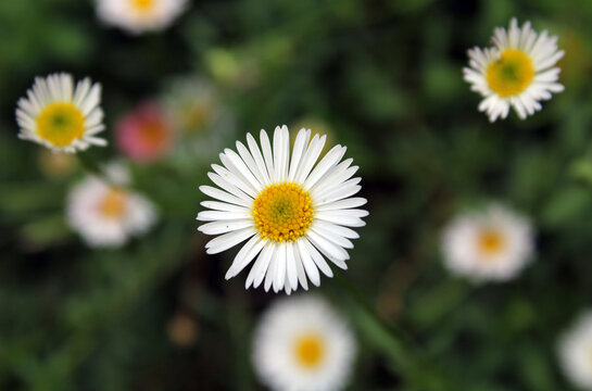 White daisies flowers with yellow centres on plants in a garden