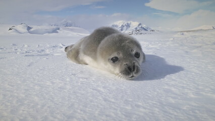 Closeup Antarctic Cute Baby Weddell Seal Muzzle. Puppy Wild Arctic Animal Enjoy Sun Light on Snow...