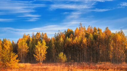 Beautiful autumn landscape with yellow trees and sun. Colorful foliage in the park.
