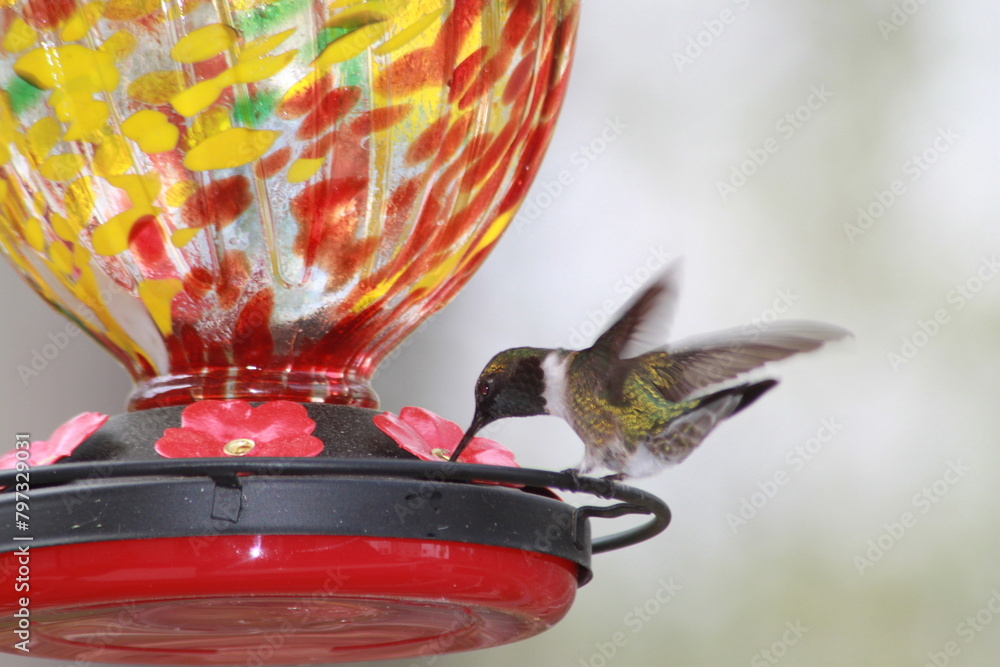 Canvas Prints Hummingbird