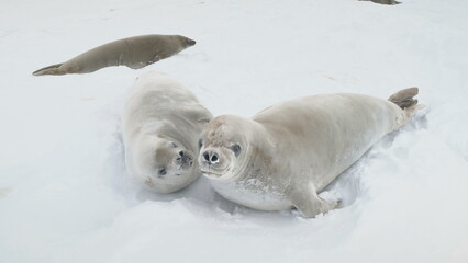 Young Weddell Seal Play Together Close-up View. Arctic Crabeater Family Rest on Winter Snow Covered Land. Antarctica Peninsula Landscape Wildlife Animal Behavior