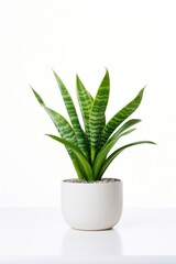 Plant in home white leaf vase.