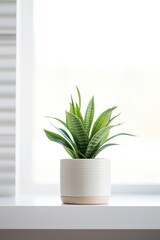 Plant in home windowsill leaf houseplant.