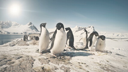 Funny Penguin Group On Antarctica Snow Covered Land. Close-up Of Adelie Penguins Colony. Habits Of Wild Animals. Winter Polar Landscape. Bright Sun Over Mighty Mountains.