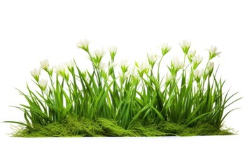 Fresh green grass lawn flower plant white background tranquility.