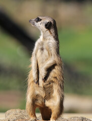 Meerkat standing upright on alert for predators