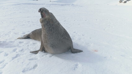 Close-up Yawning Elephant Seal On Antarctica Snow Covered Land. Funny Of Wild Marine Animal....