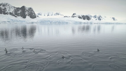 Penguins Jumping In Antarctica Ocean. Aerial Drone Flight. Snow Covered Mountains Background....
