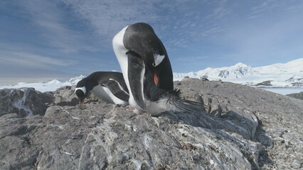 Closeup of couple Gentoo penguin in Antarctic pebble nest. Bird family colony at South Pole sits on...