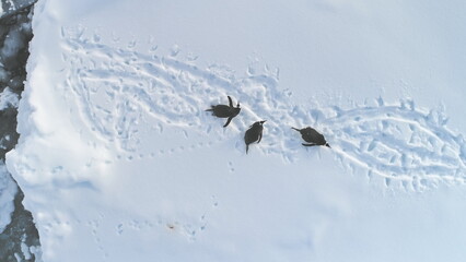 Atarctica Gentoo Penguin Rest Snow Aerial View. Antarctic Landscape Wildlife Habitant Group. Polar Bird Travel Glacier Open Landscape Drone Top Down Arctic Land Overview