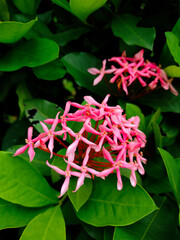 Pink Flowers Ixora Chinensis