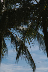 Large palm tree leaves on blue sky background