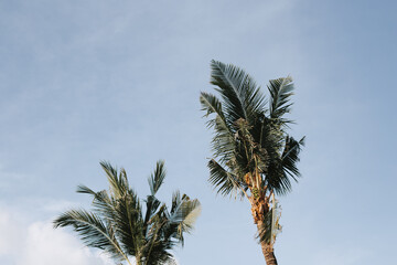 Tall green palm trees on blue sky background
