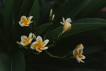 Frangipani flowers on the background of green leaves close-up. Beautiful background with flowers