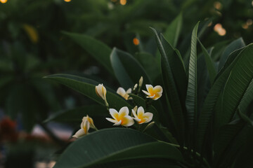 Frangipani flowers on the background of green leaves in the setting sun. Background with flowers at sunset.