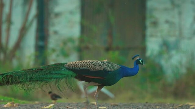 Pavo Cristatus, Blue Peafowl, Common Peafowl. Indian Peacock In Habitat Has Iridescent Blue And Green Plumage. Indian Peafowl Walk Outdoor. All Species Have Crest Atop Head.