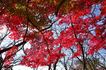 豊公園の紅葉