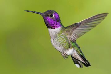 Costa's hummingbird, hummingbird in flight, 