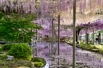Fototapeta premium 天王川公園の藤棚