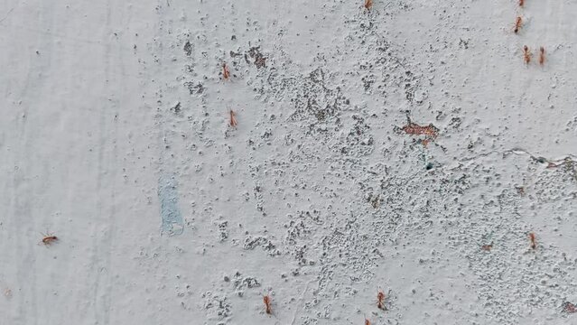 Moving ants at rough wall