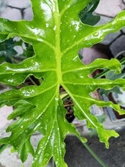 Beautiful seamless pattern of fresh leaf