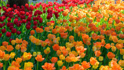 Field of colorful tulips red tulips field many red flowers spring flowers field tulip red tulips yellow tulips pink flowers field.